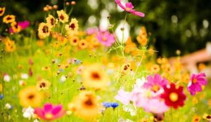 Read more about the article Religion & Astrology: पूजा में फूल क्यों चढ़ाए जाते हैं ? जानिए कौन से फूल से कौन से भगवान होते हैं प्रसन्न !