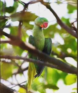 2019_1image_13_30_187400610parrot-ll