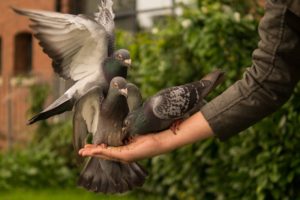 Read more about the article Blog: पशु-पक्षियों से यदि करते हैं प्यार, तो उनके दानापानी का भी रखें ख्याल, मिलेगी मानसिक शांति और ग्रह-दोष से मुक्ति…